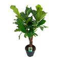 Ficus Lyrata, plant in pot