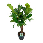Ficus Lyrata, plant in pot