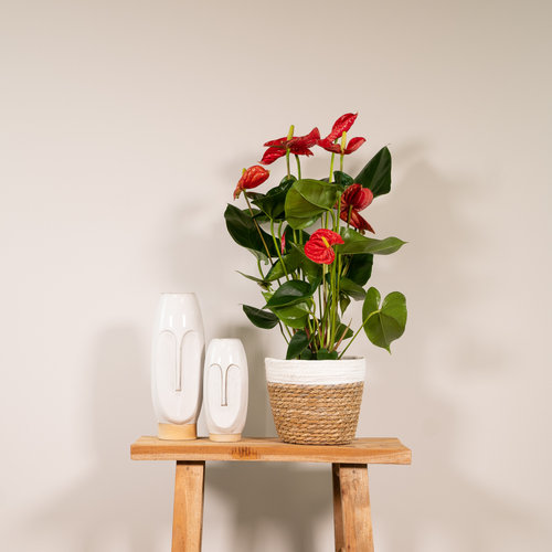 Productfoto van Anthurium rood, kamerplant met glanzende bloemen, 55 cm hoog