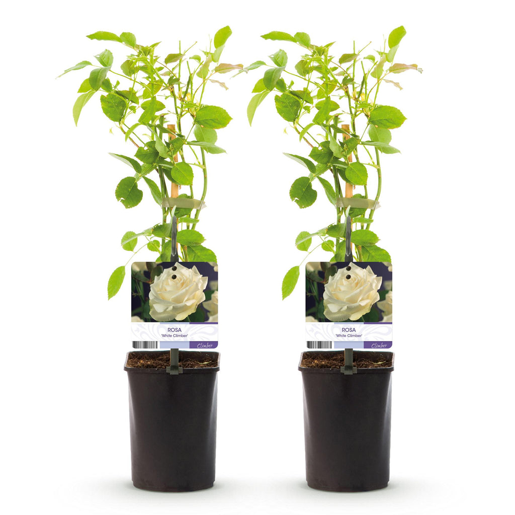 Rosa White Climber, plant voor tuin en border