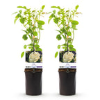 Rosa White Climber, plant voor tuin en border
