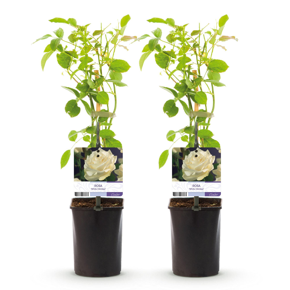Rosa White Climber, plant voor tuin en border