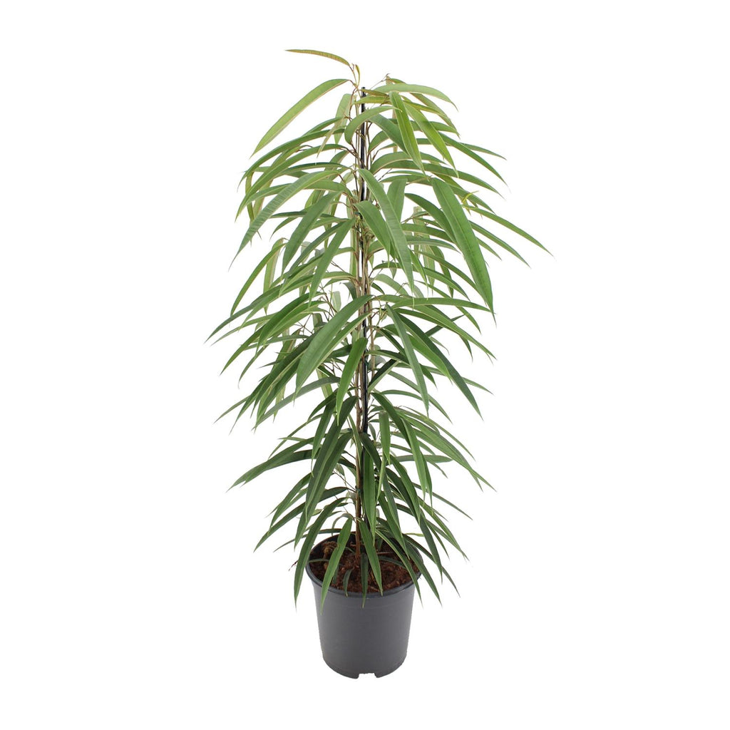 Detailfoto van Ficus Binnendijkii Alii
