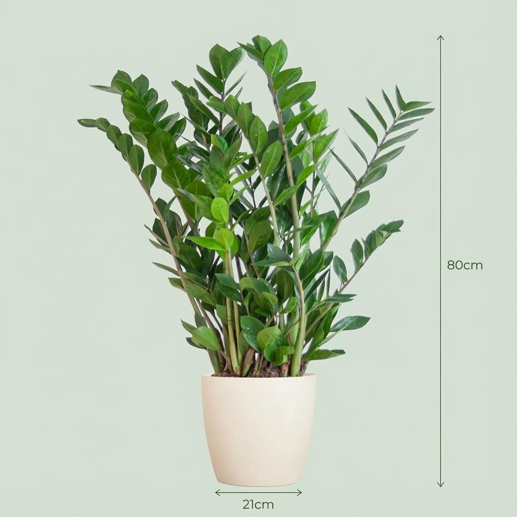 Zamioculcas Zamiifolia met witte pot, groene bladeren