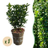 Euonymus japonica Green Spire