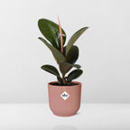 Detailfoto van Ficus Elastica ‘Robusta’ in ELHO Vibes Fold 14cm roze