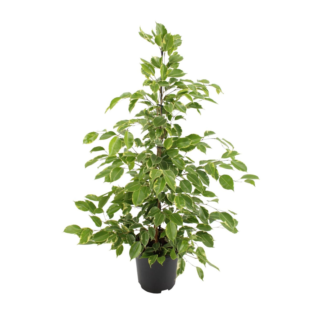 Ficus benjamina Goldenking, plant in pot