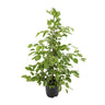 Ficus benjamina Goldenking