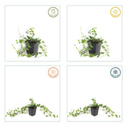 Vinca minor &
