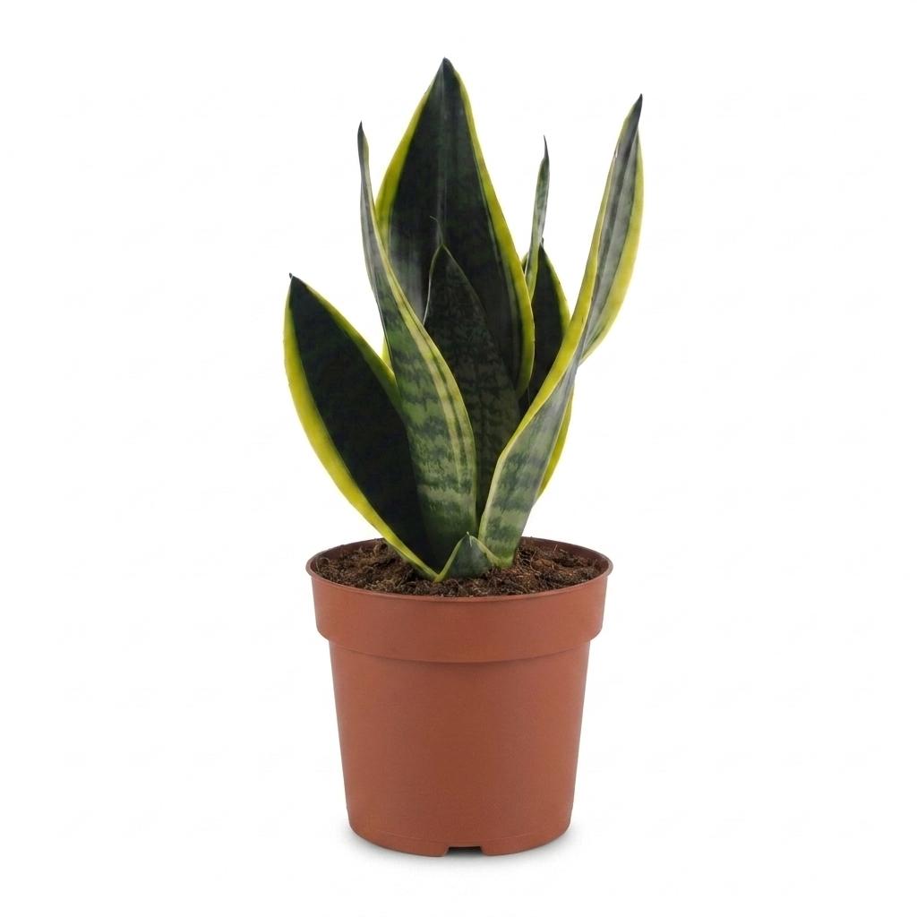 Sansevieria Future Superb - Vrouwentong, kenmerkend blad