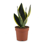 Sansevieria Future Superb - Vrouwentong, kenmerkend blad