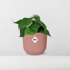 Detailfoto van Philodendron Scandens in ELHO Vibes Fold 14cm roze