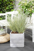 Productfoto van Lomandra longifolia 'White Sands'
