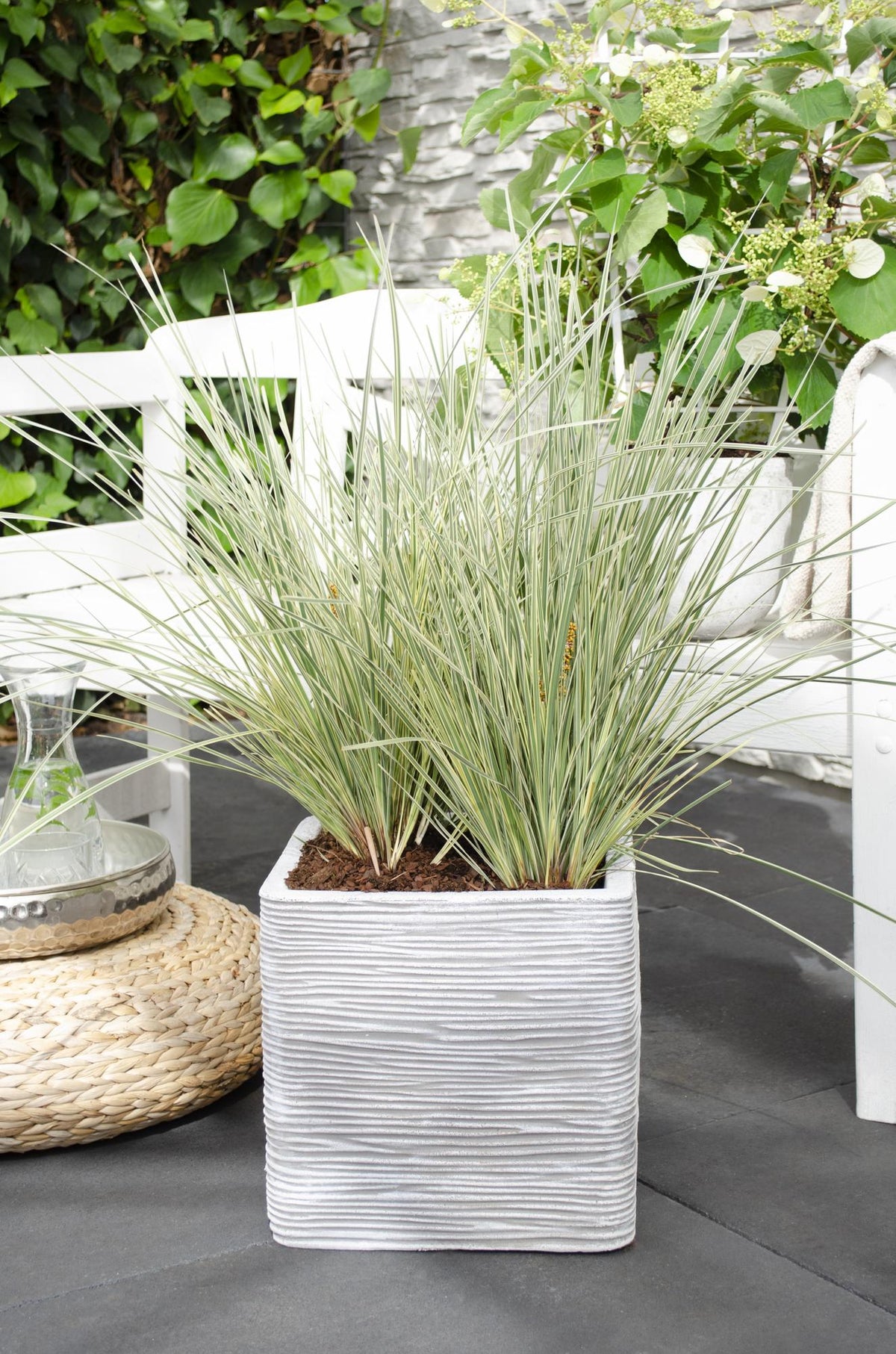 Productfoto van Lomandra longifolia 'White Sands'