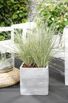 Lomandra longifolia 'White Sands'