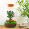 DIY terrarium - Sven Bonsai - Met hark en schep