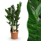 Zamioculcas, 65-75 cm hoog, kenmerkend blad