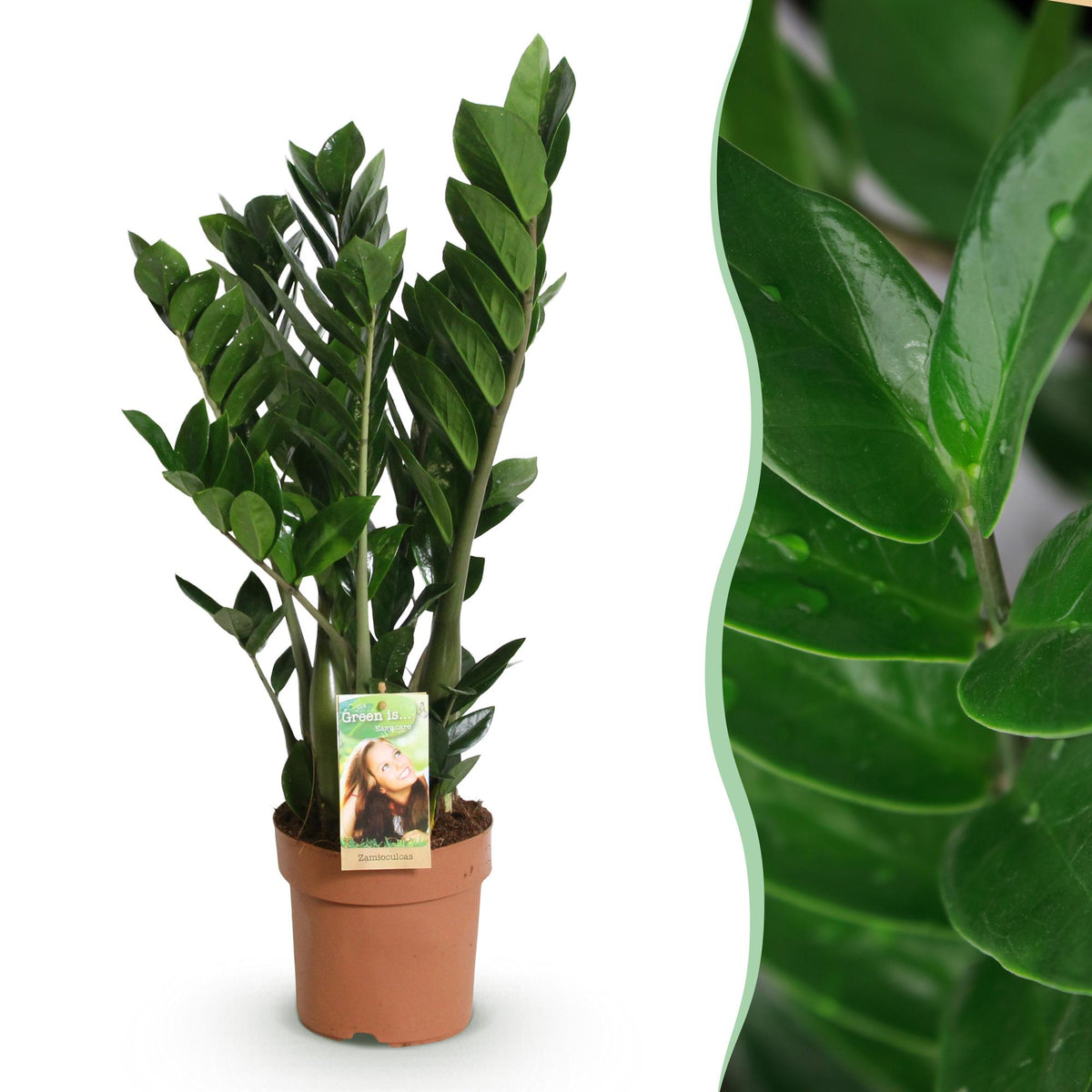 Zamioculcas, 65-75 cm hoog, kenmerkend blad