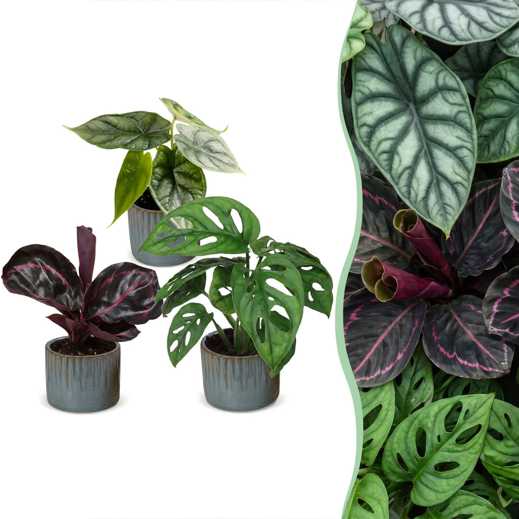3x Baby Jungle Mix - Diversen - Tropisch - incl. Linnea Misty Blue - Ø6cm - ↕10-15cm, plant in pot