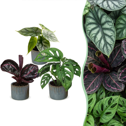 3x Baby Jungle Mix - Diversen - Tropisch - incl. Linnea Misty Blue - Ø6cm - ↕10-15cm, plant in pot