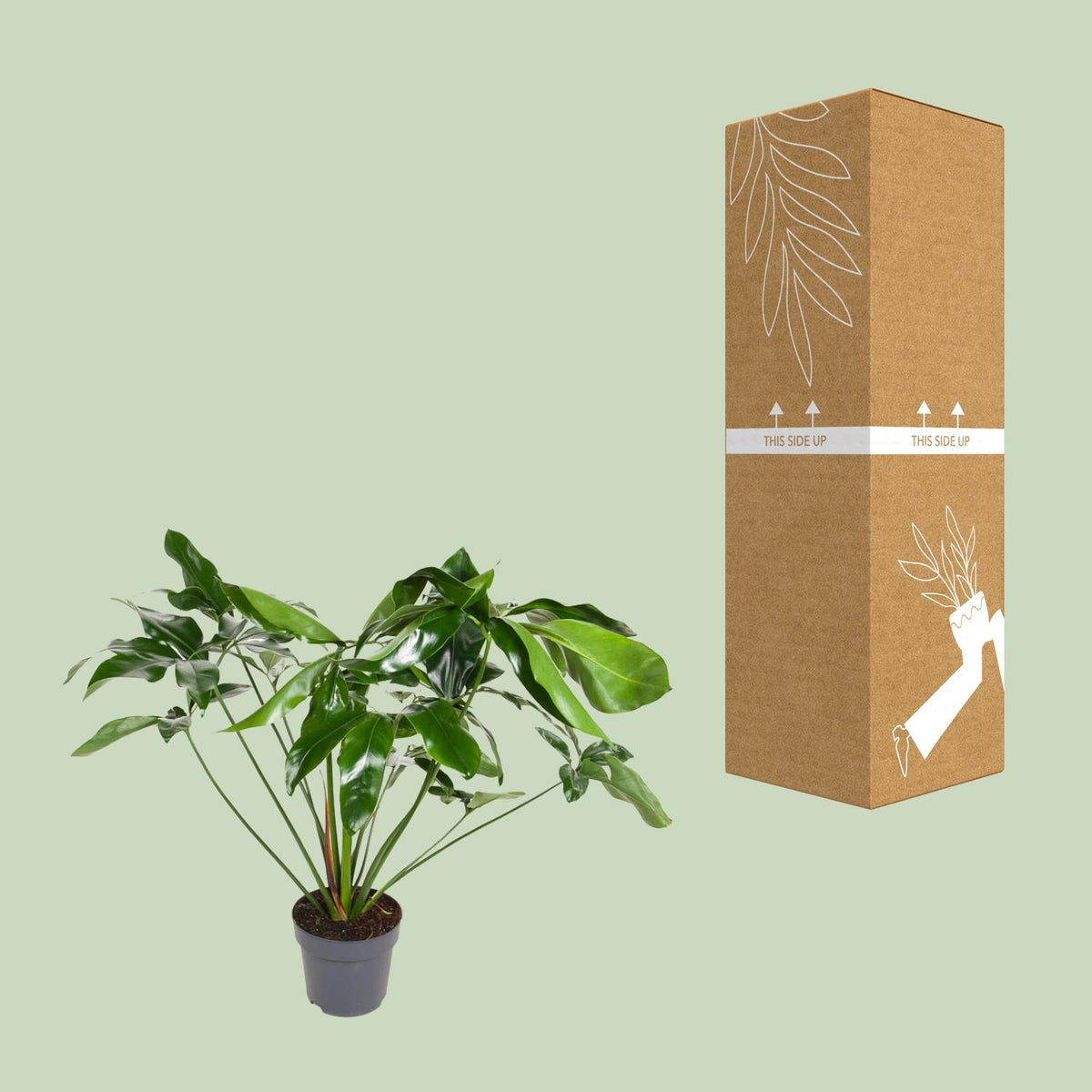 Detailfoto van Philodendron Green Wonder