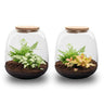 Planten terrarium - Emma Mini - DIY kit - Fittonia White Tiger