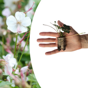 Geranium pluggen, kweek een kleurrijke tuin, 6 stuks