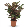 Pauwenplant (Calathea Makoyana), plant in pot