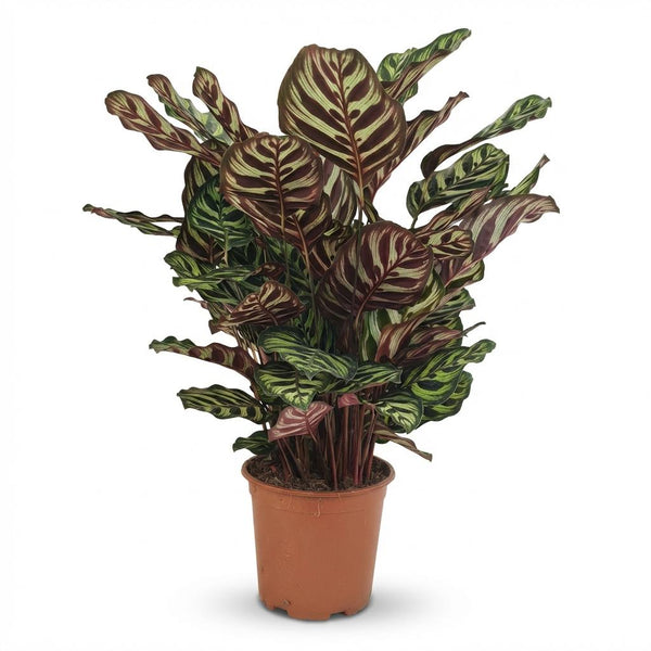 Pauwenplant (Calathea Makoyana)