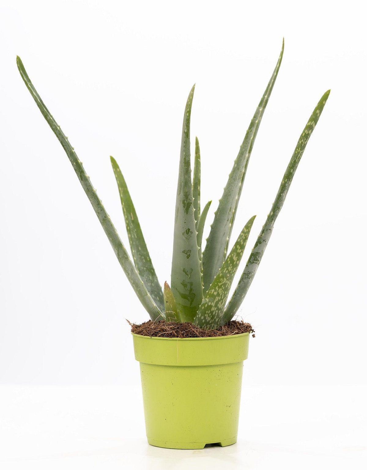 Aloe Vera P&PURE Collection, plant in pot