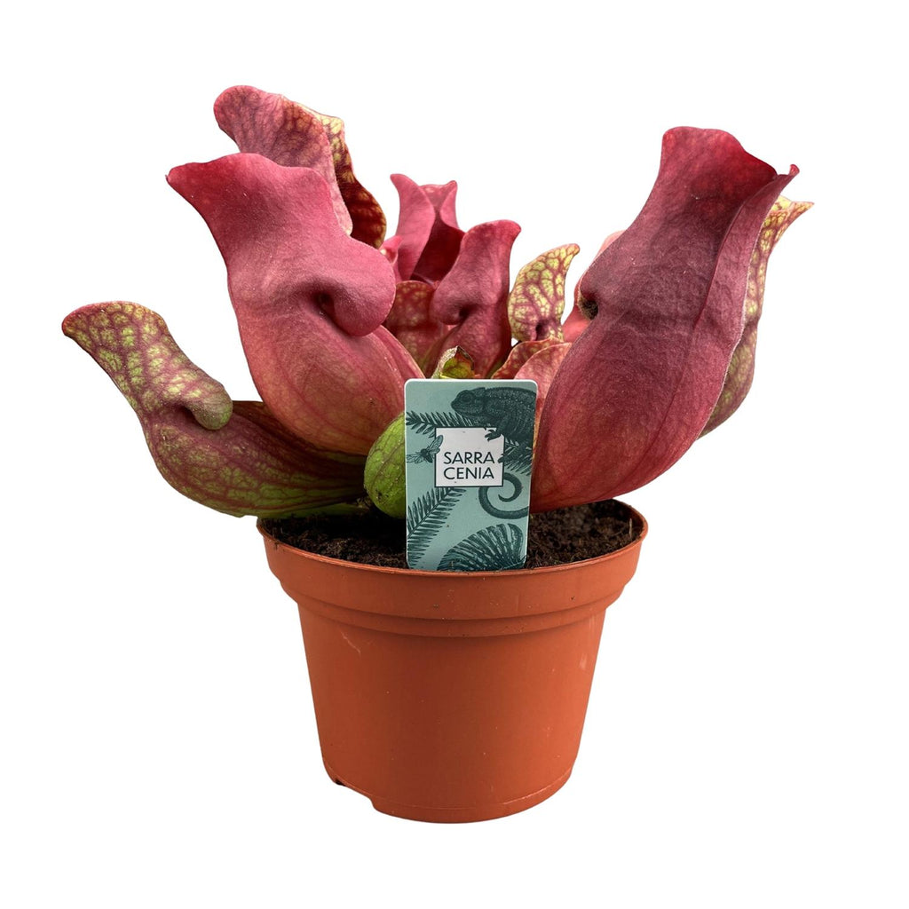 Productfoto van Sarracenia Maroon