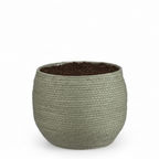 Mand Jorck groen 26 cm, gezonde plant