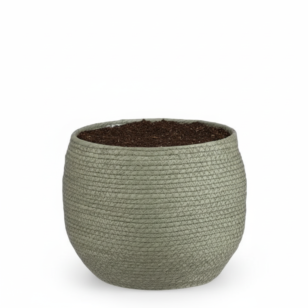 Mand Jorck groen 26 cm, gezonde plant