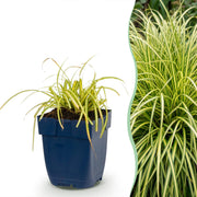 Carex oshimensis Evergold - Japanse Zegge - Groenblijvend - Geel-Groen