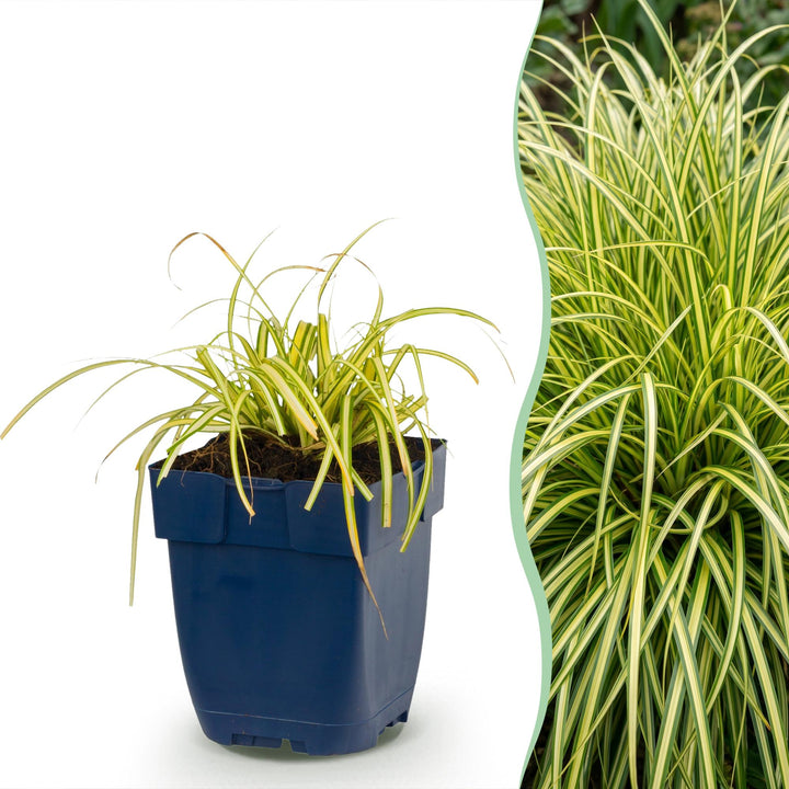 Carex oshimensis Evergold - Japanse Zegge - Groenblijvend - Geel-Groen