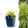 Carex oshimensis Evergold - Japanse Zegge - Groenblijvend - Geel-Groen