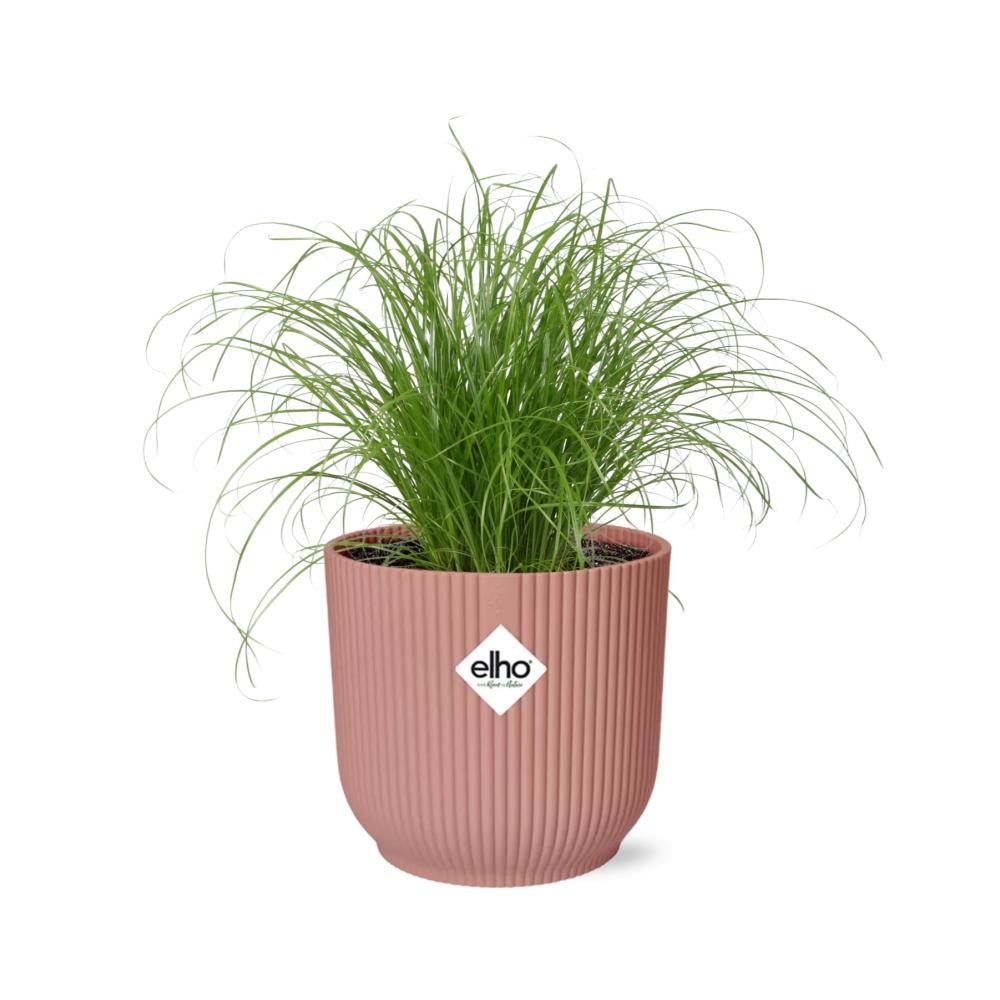 Detailfoto van Cyperus Alternifolius Zumula in ELHO Vibes Fold 14cm roze