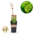 Productafbeelding van Pureplant