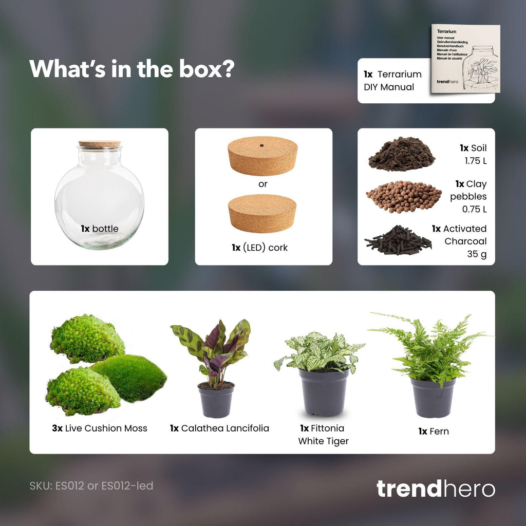 DIY terrarium Bolder Bob met licht, zonder gereedschap, plant in pot