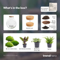 DIY terrarium Bolder Bob met licht, zonder gereedschap, plant in pot