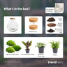 DIY terrarium Bolder Bob met licht, zonder gereedschap