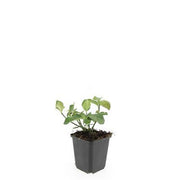 Euonymus fort. &