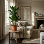 Drakenbloedboom Janet Craig, plant in pot
