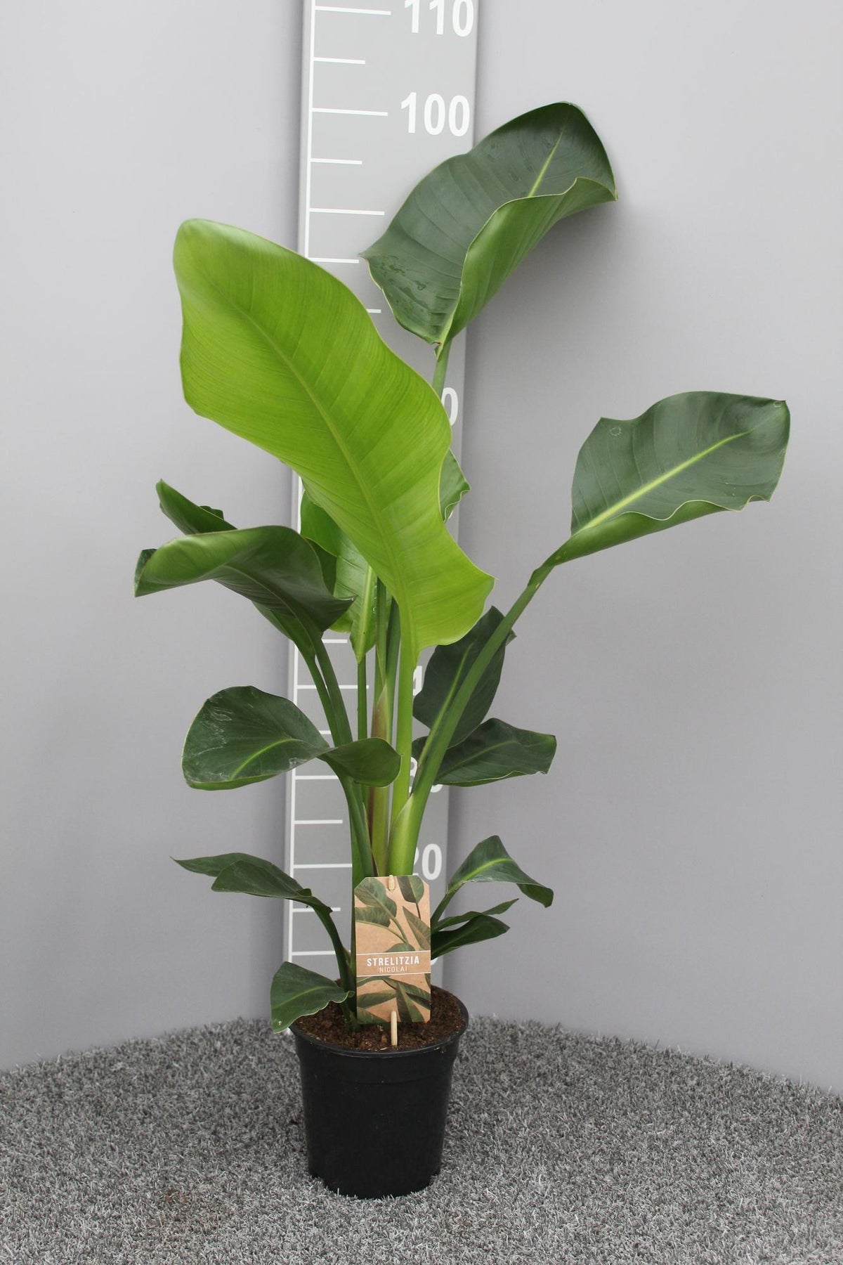 Productfoto van Strelitzia Nicolai P17 2pp
