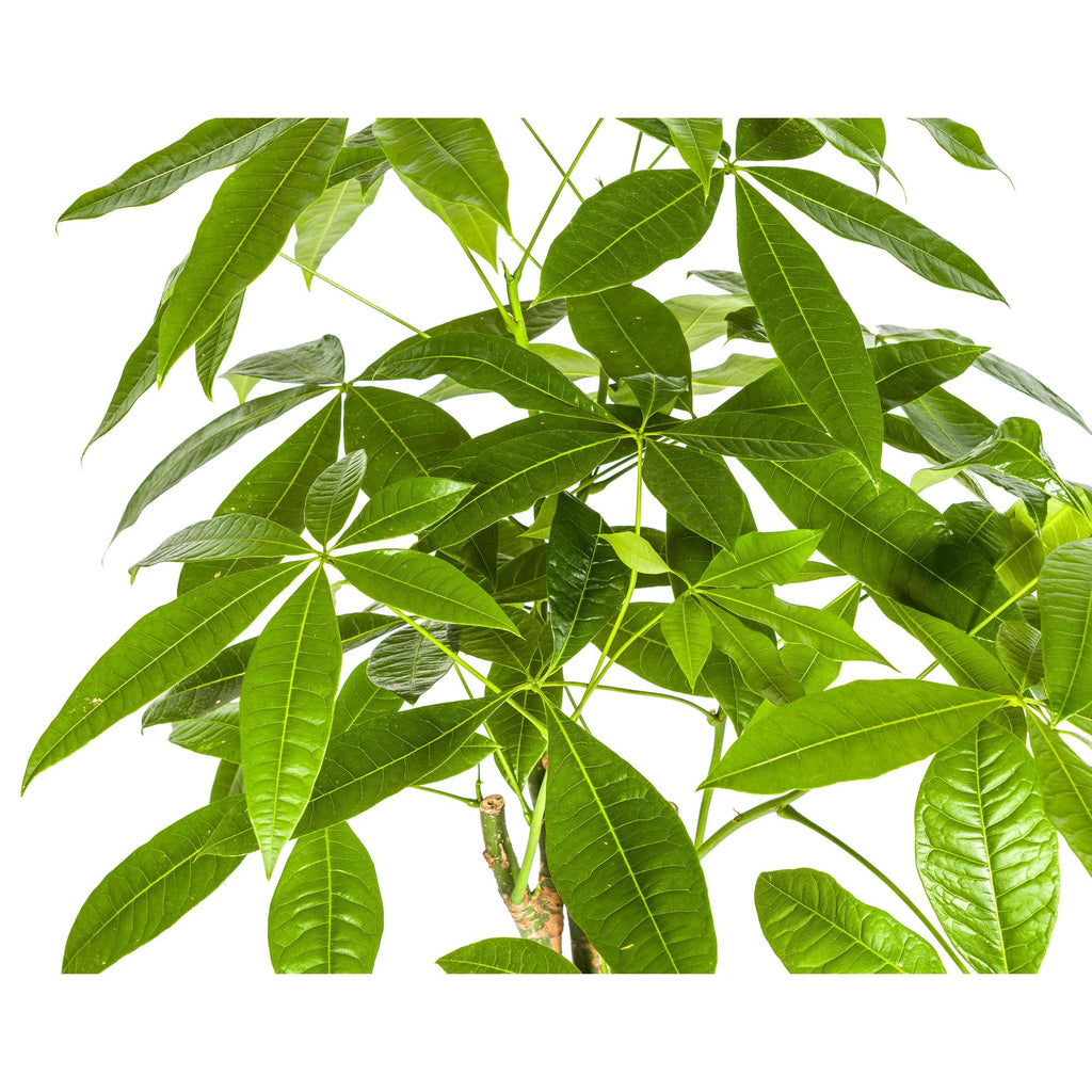 Pachira Aquatica, groene bladeren