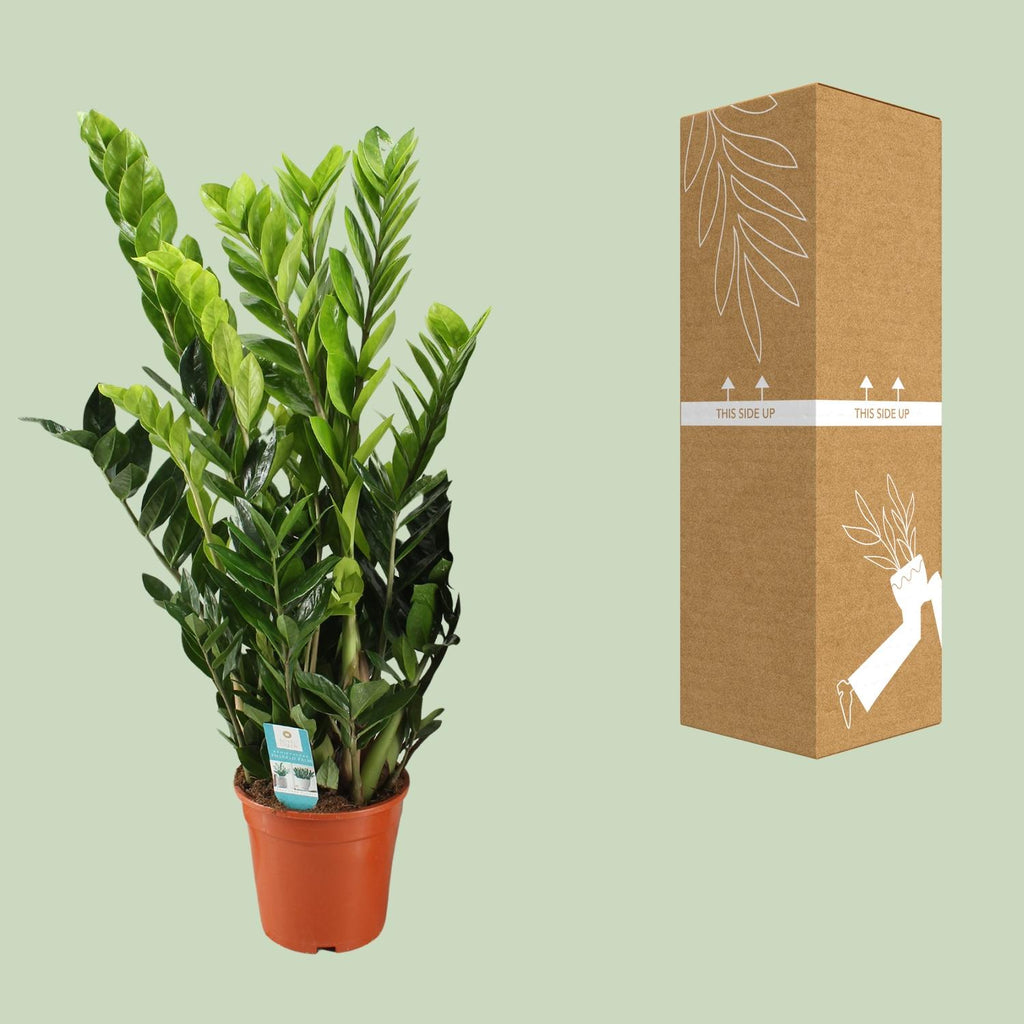 Zamioculcas Zamiifolia, kenmerkend blad