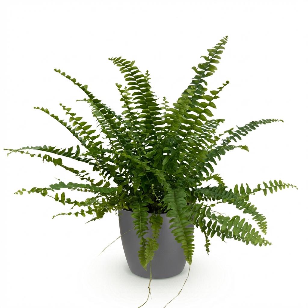 Nephrolepsis exaltata Green Lady met grijze pot, compacte kamerplant