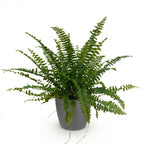 Nephrolepsis exaltata Green Lady met grijze pot, compacte kamerplant