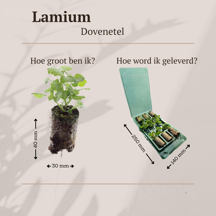 Dovenetel Lamium, bodembedekker om zelf te kweken, 6 pluggen