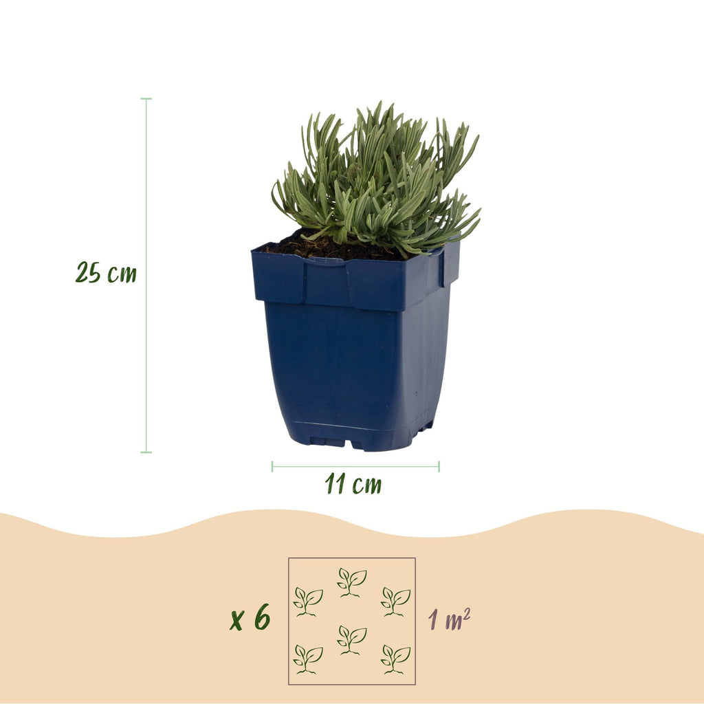 Lavendel Lavandula Dwarf Blue paars